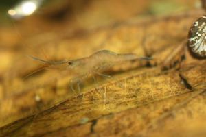 Sulawesi  Caridina Ensifera откладывает яйца