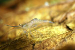 Sulawesi  Caridina Ensifera откладывает яйца