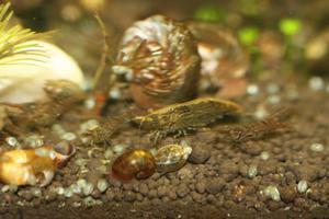 Sulawesi  shrimp -