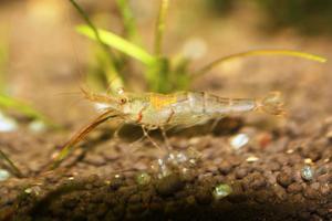 Sulawesi  shrimp -