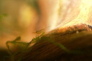 Sulawesi  Caridina Ensifera креветенок