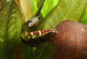 Sulawesi Shrimp species - Harlequin Shrimp