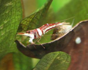 Sulawesi Shrimp species - Harlequin Shrimp