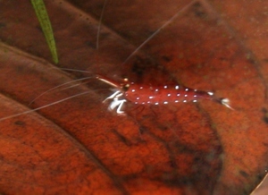 sulawesi cardinal shrimp