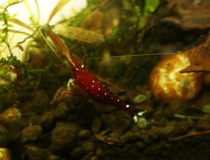 sulawesi cardinal shrimp