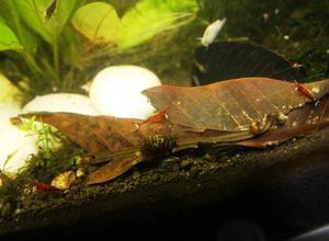 sulawesi cardinal shrimp