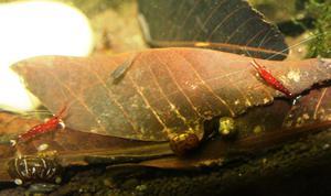 sulawesi cardinal shrimp