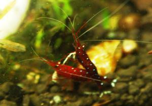 sulawesi cardinal shrimp