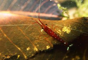 sulawesi cardinal shrimp