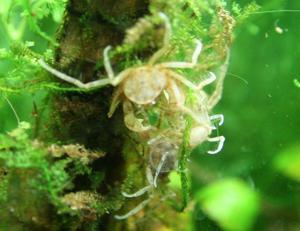 Limnopilos naiyanetri micro spider crab