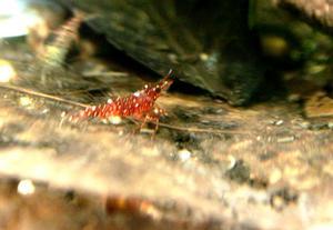 Sulawesi Shrimp species -  Red Orchid Bee