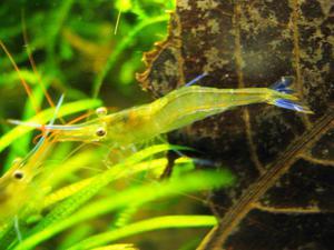 Caridina Ensifera -