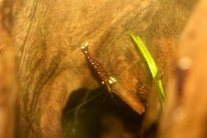 sulawesi cardinal shrimp