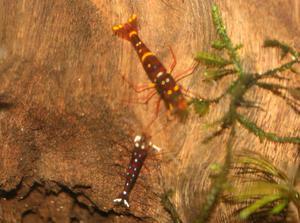 Sulawesi  Caridina Sp Yellow Cheek Red Bee и sulawesi cardinal shrimp