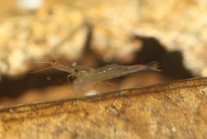 Sulawesi  Caridina Ensifera креветенок