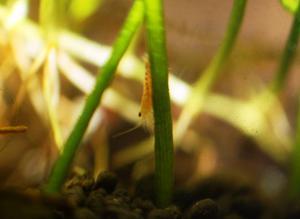 Caridina cantonensis sp. 