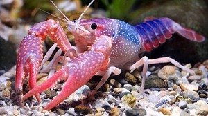 procambarus clarkii blue pearl (голубая жемчужина)