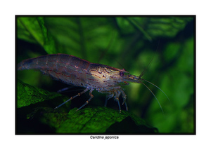 Caridina japonica