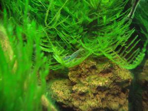 Caridina babaulti 