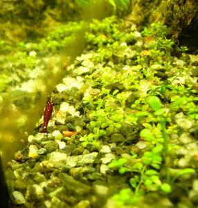 Сулавесская креветка кардинал Cardinal Shrimp/ Caridina sp.