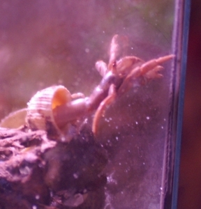 hermit crab1