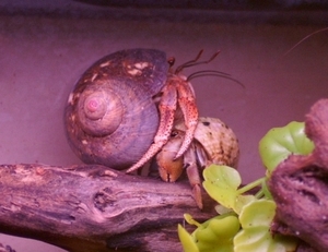 hermit crab2