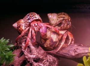 hermit crab3