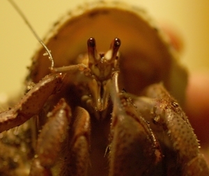 hermit crab6