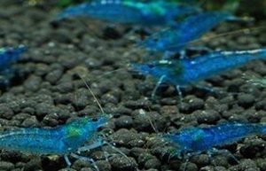 blue fire shrimp