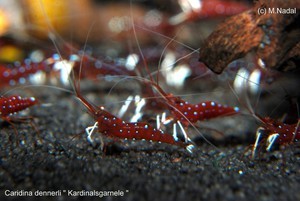 Caridina dennerli