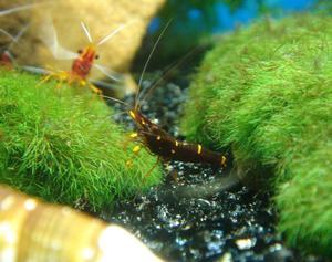 Caridina holthuisi