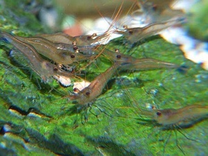 Caridina caerulea