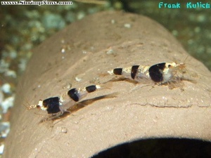 Caridina sp. Sulawesi Bee