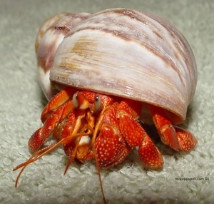 Coenobita perlatus