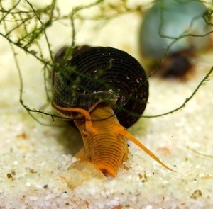 Poso Orange Rabbit Snail