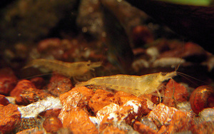 Neocaridina heteropoda