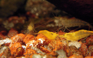 Neocaridina heteropoda