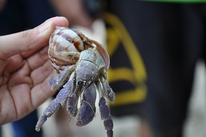 COENOBITA SP	COMMON HERMIT CRAB 