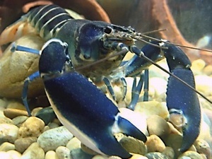 CHERAX SP BLUE MOON 