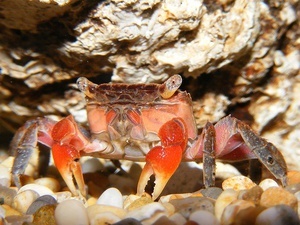 Pseudosesarma moeshi Spider Crab