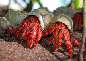 Coenobita sp Strobery hermit crab