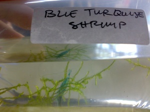 BLUE TURQUISE SHRIMP