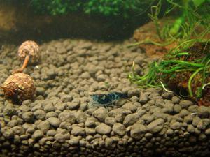 BLACK RILI 1