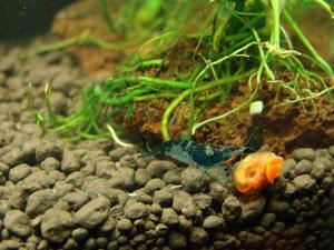 BLACK RILI 2