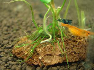 Orange Fire Shrimp