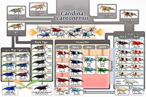 Caridinia