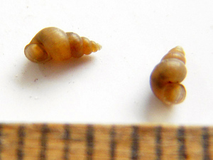 Mollusca incognita proximior