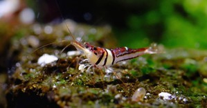 Креветка арлекин Caridina spongicola, которая арлекином не является