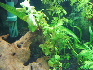 Людвигия (Ludwigia natans)