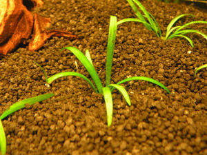 Sagittaria subulata